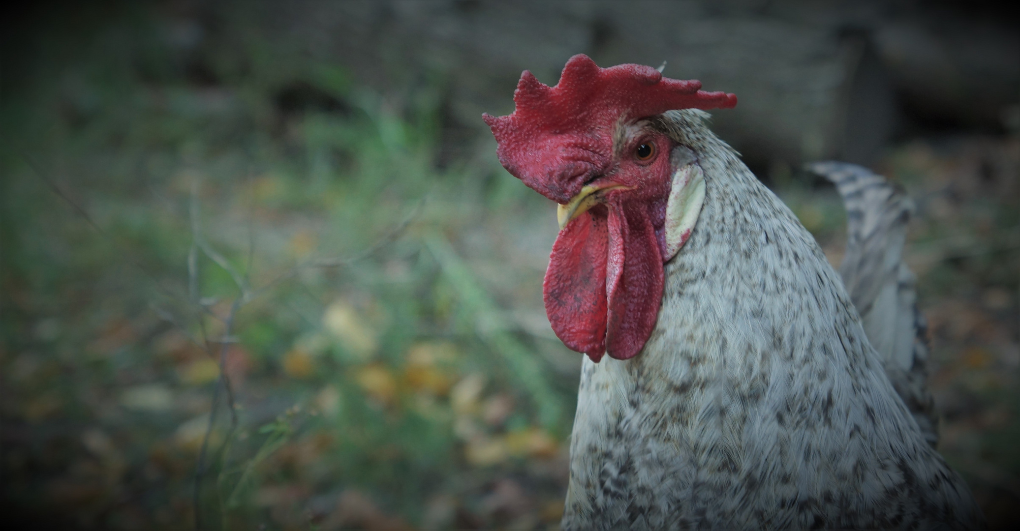 Schräger Vogel