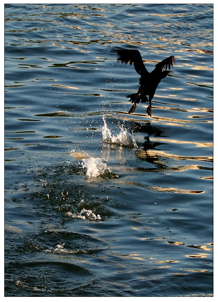 schräger Vogel beim Start