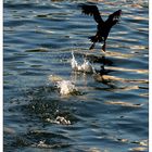 schräger Vogel beim Start