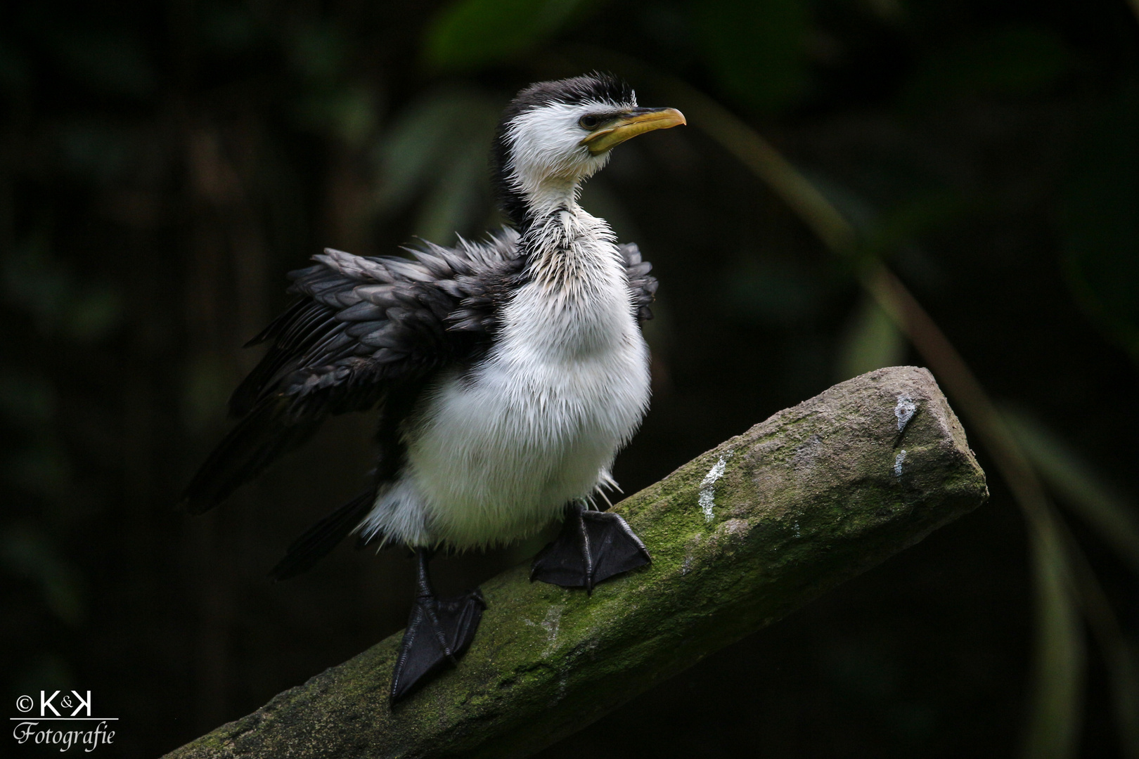 "Schräger Vogel"