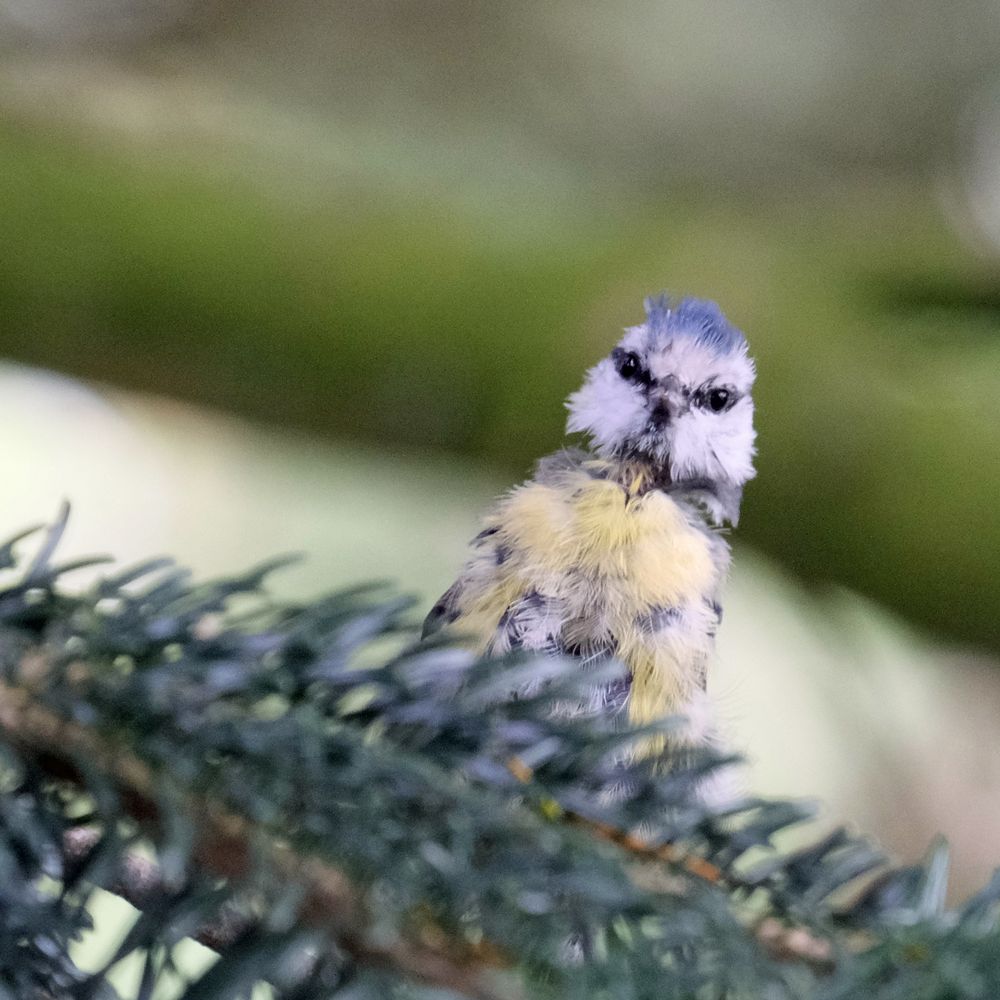 schräger Vogel