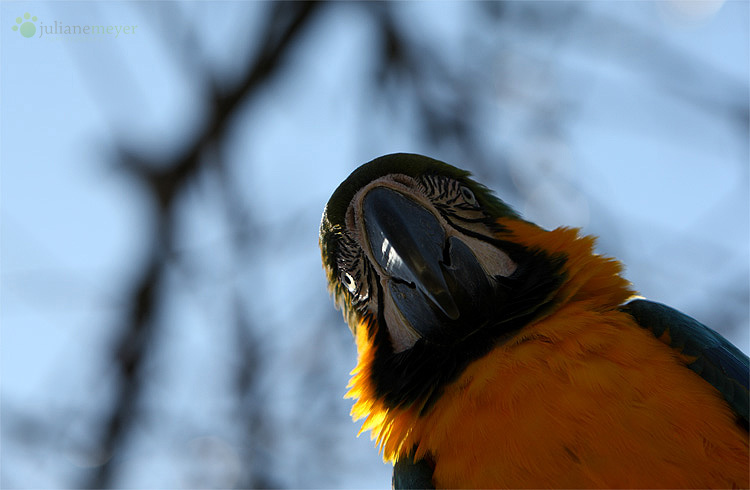 Schräger Vogel