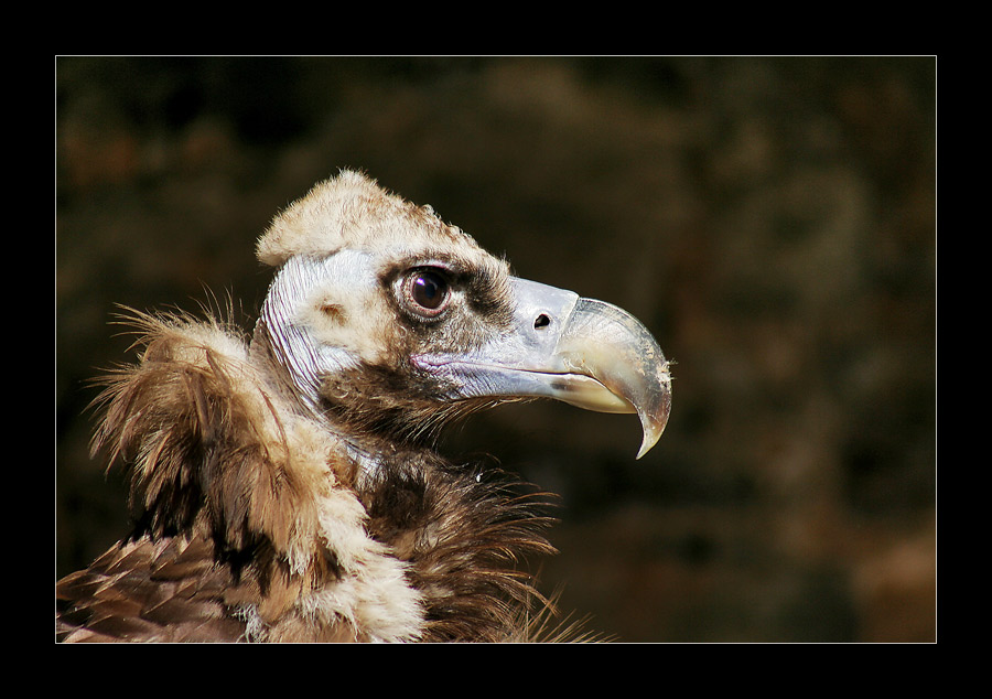 Schräger Vogel