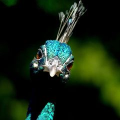 Schräger Vogel