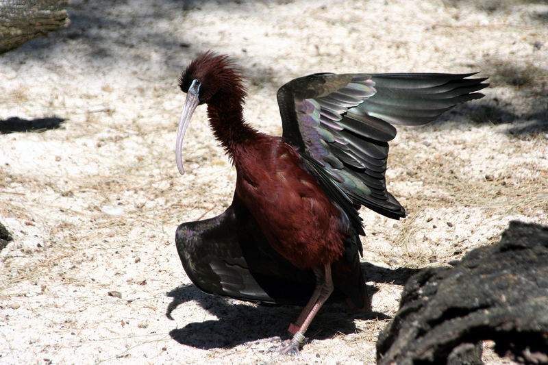 Schräger Vogel