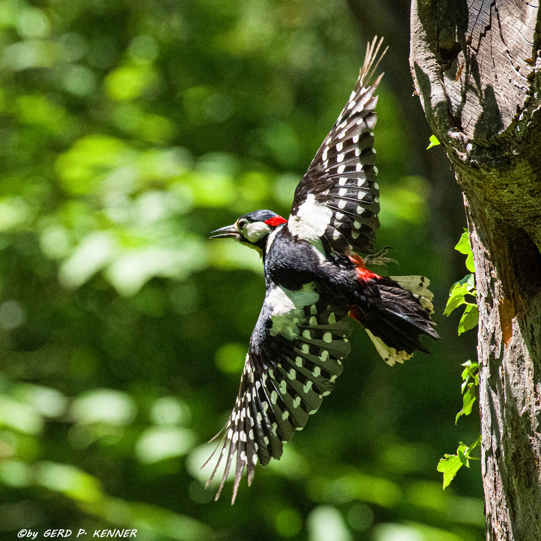 Schräger Vogel