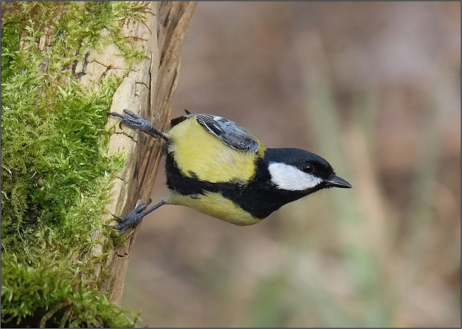 Schräger Vogel