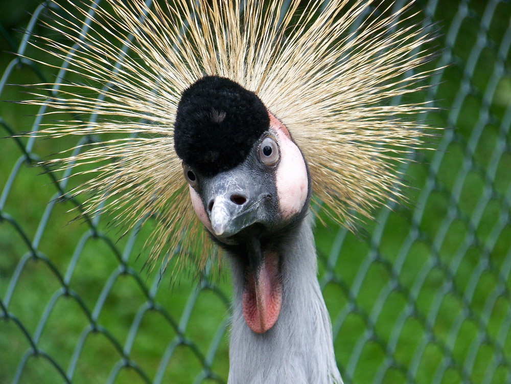 Schräger Vogel