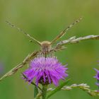 Schräger Vogel