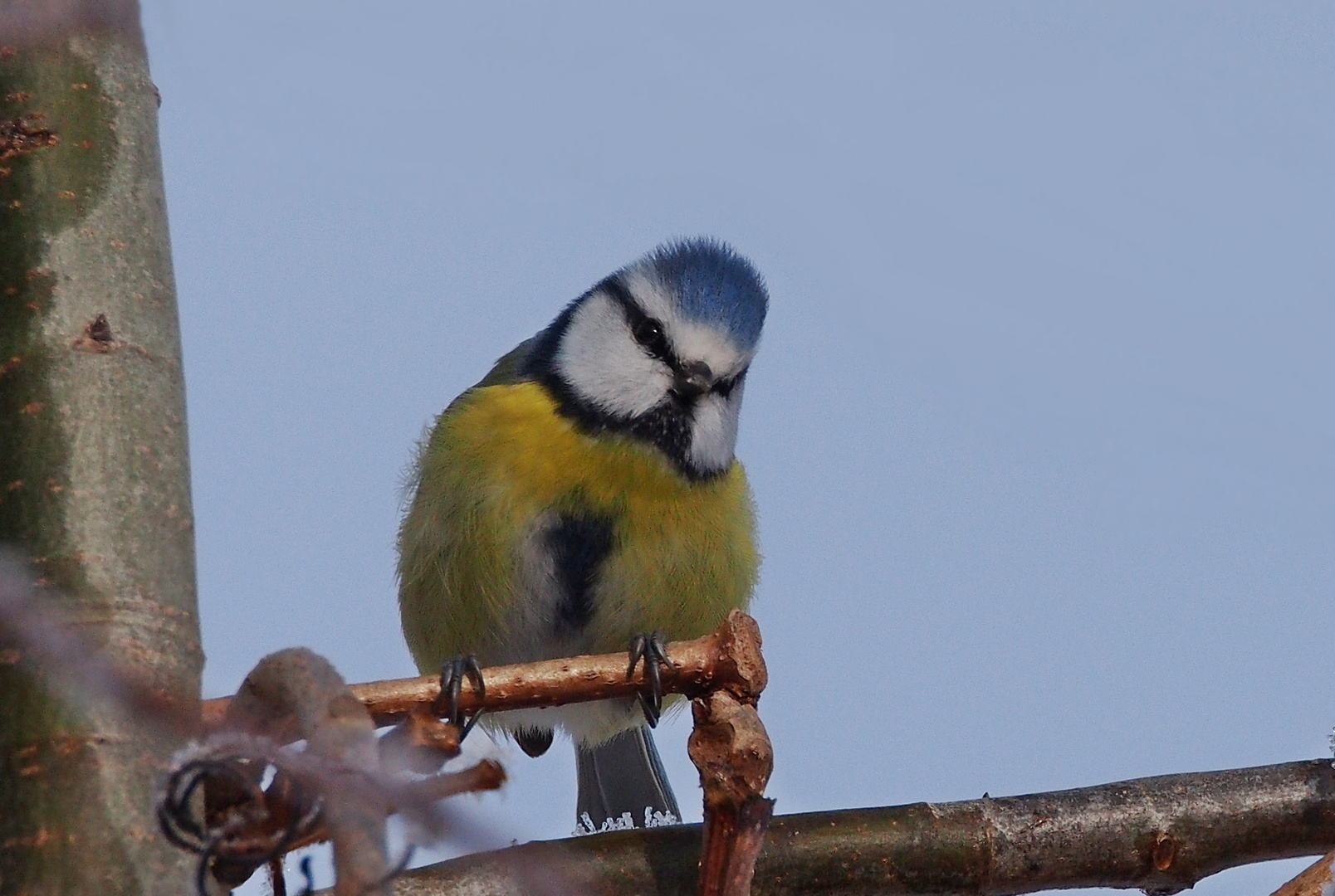 Schräger Vogel  -  eine Blaumeise