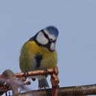 Schräger Vogel  -  eine Blaumeise