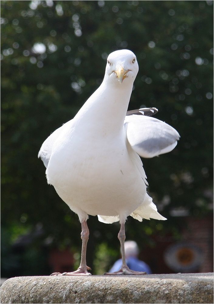 Schräger Vogel