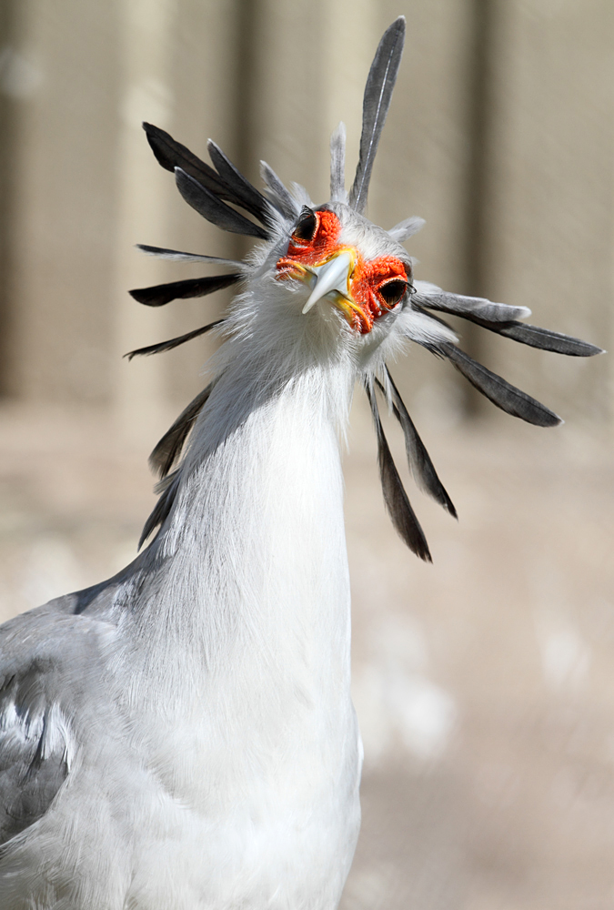 Schräger Vogel