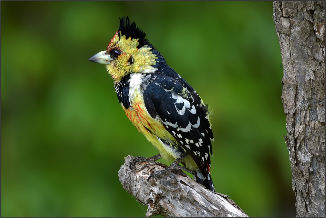 schräger Vogel