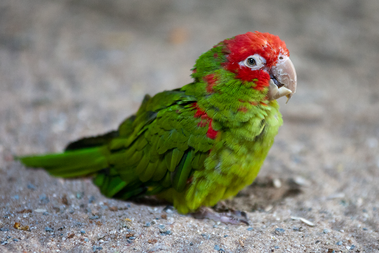 schräger Vogel II