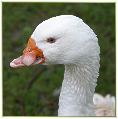 " schräger Vogel - Portrait "