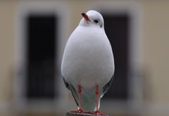 ..schräger Vogel...dem geneigten Auge des Betrachters