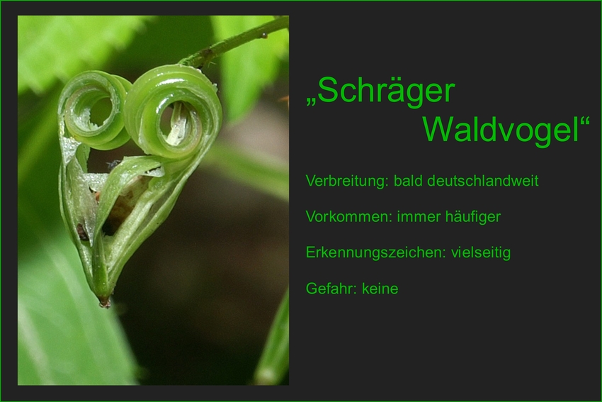 SCHRÄGER WALDVOGEL