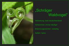 SCHRÄGER WALDVOGEL