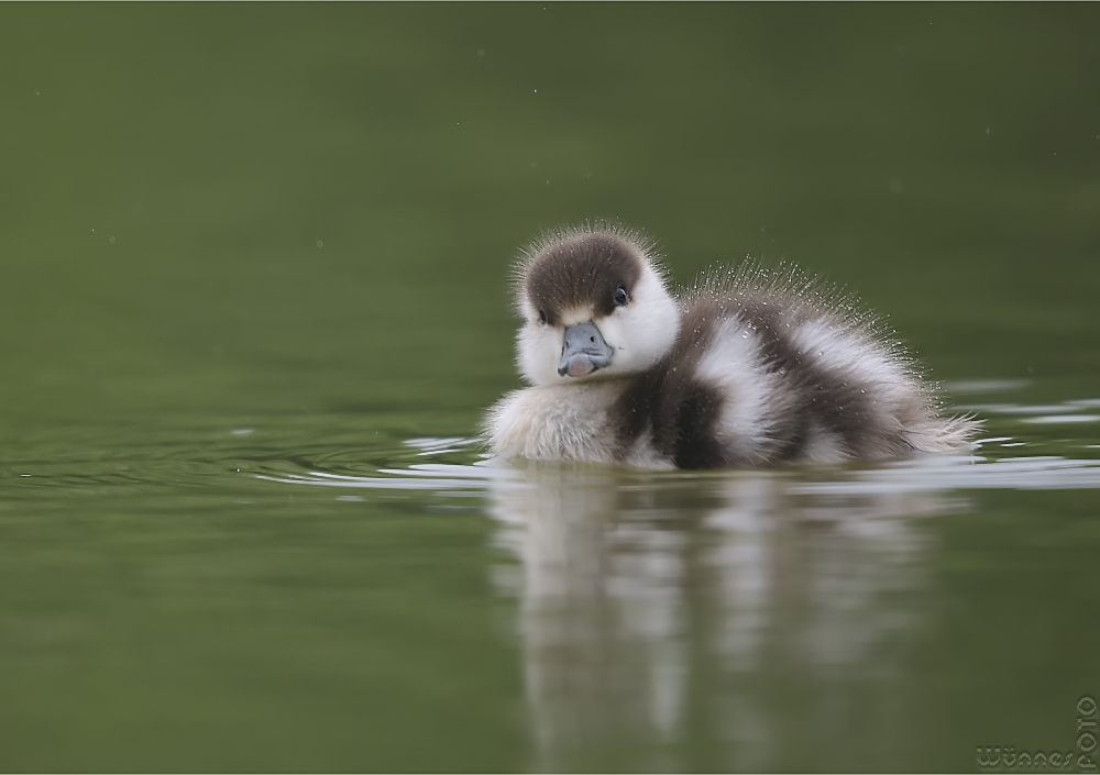 SchrägerVogel