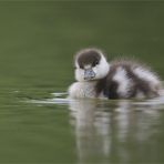 SchrägerVogel