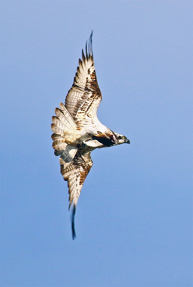 SCHRÄGFLUG