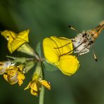 "SCHRÄGLAGE" - nicht nur bei den Insekten