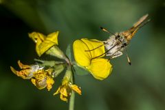 "SCHRÄGLAGE" - nicht nur bei den Insekten