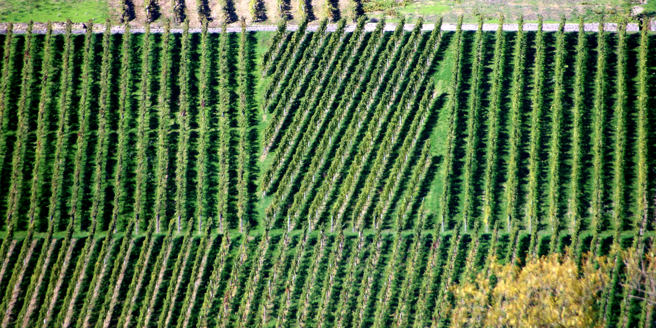 Schraffur im Weinberg 