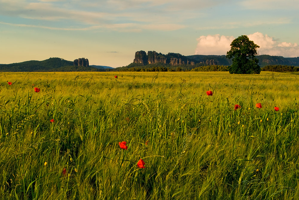 Schrammsteine überm Kornfeld