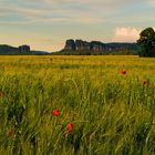 Schrammsteine überm Kornfeld