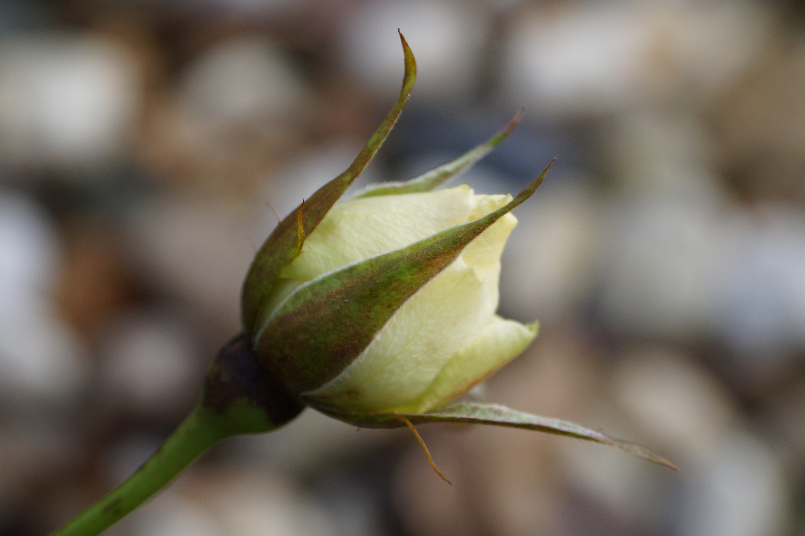 Schrebergarten im Dez. 2015 1