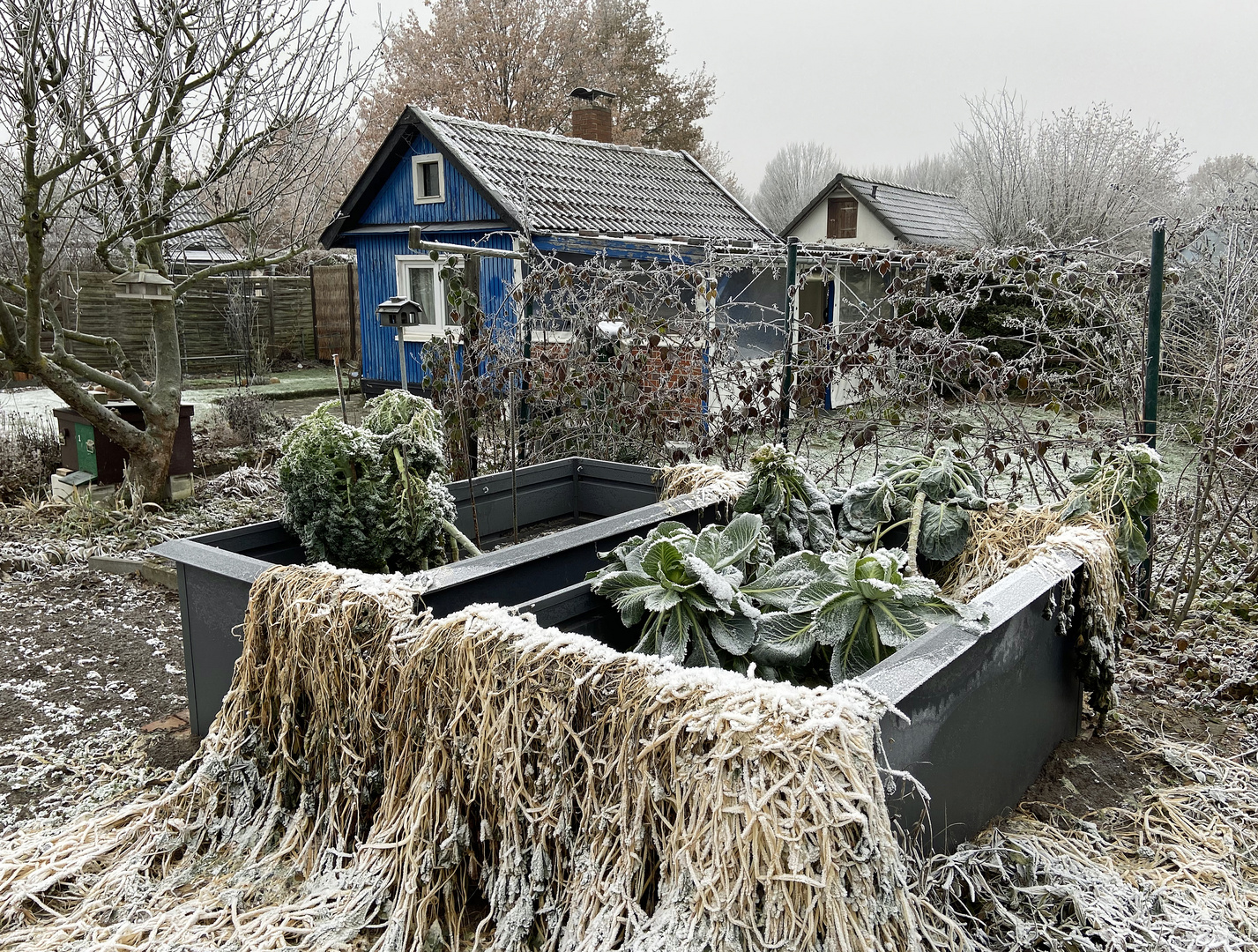 Schrebergarten im Dezember