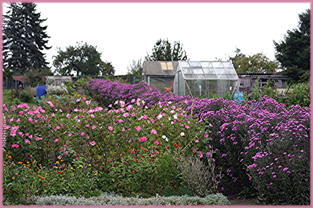 Schrebergarten im Herbst