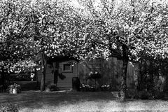 Schrebergarten mit Kirschblüte