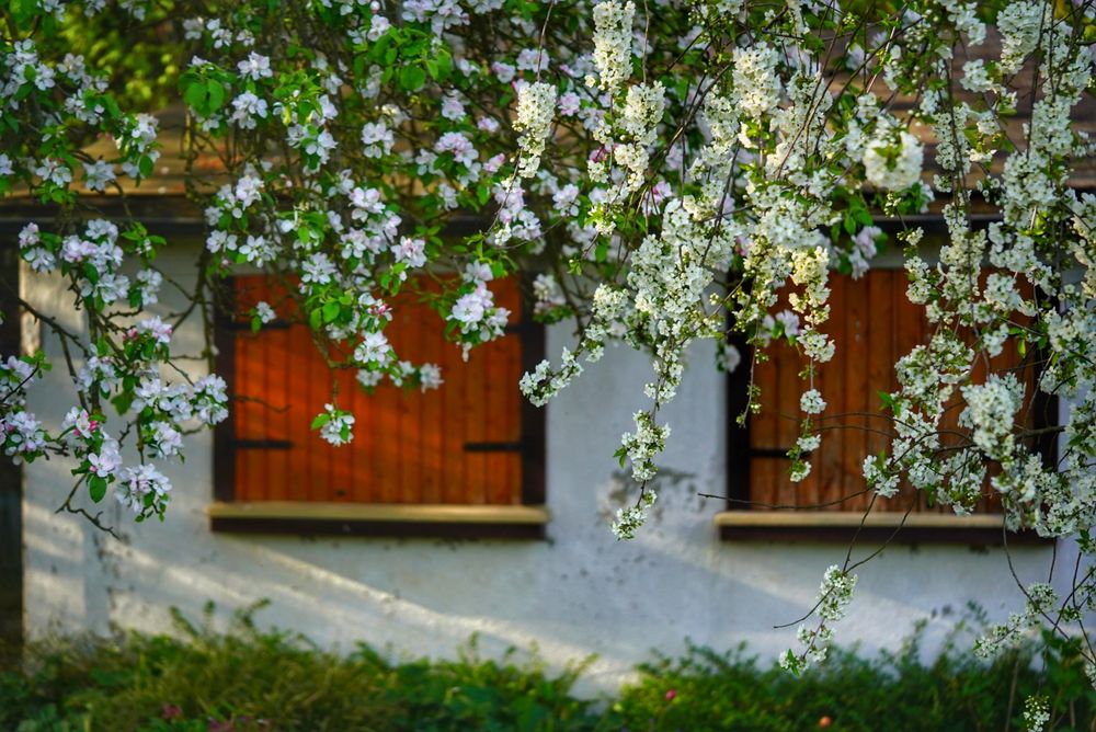 Schrebergarten voller blühenden Bäume