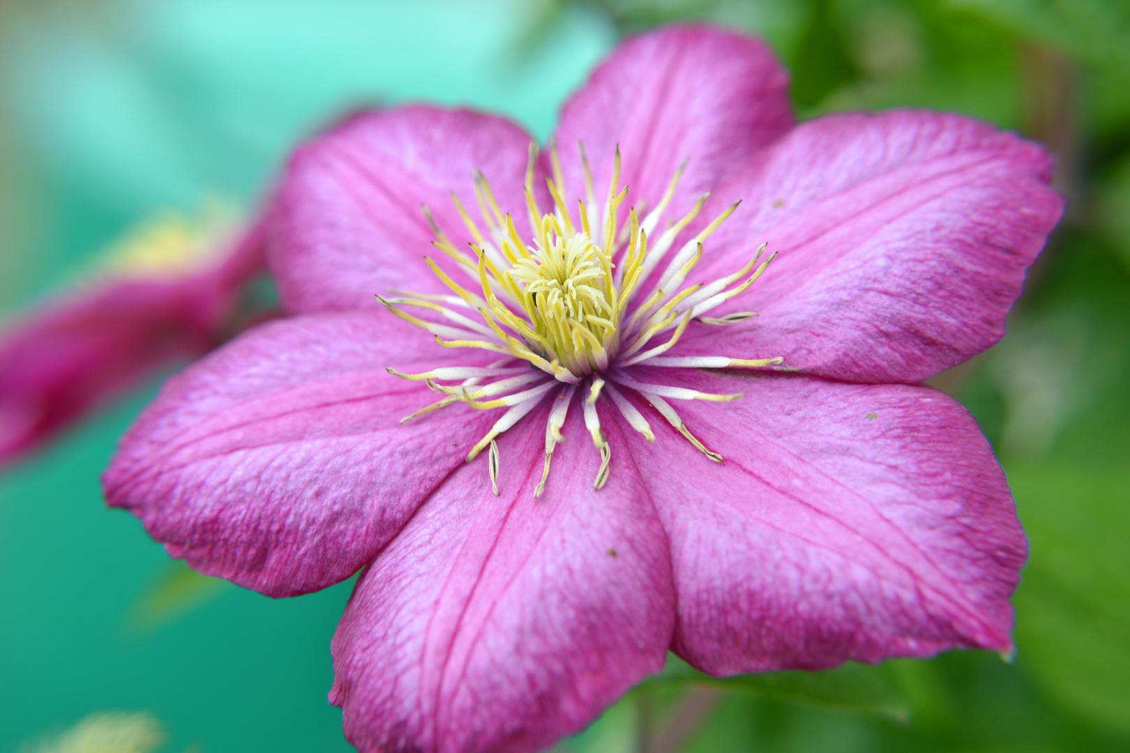 Schrebergartenblüte