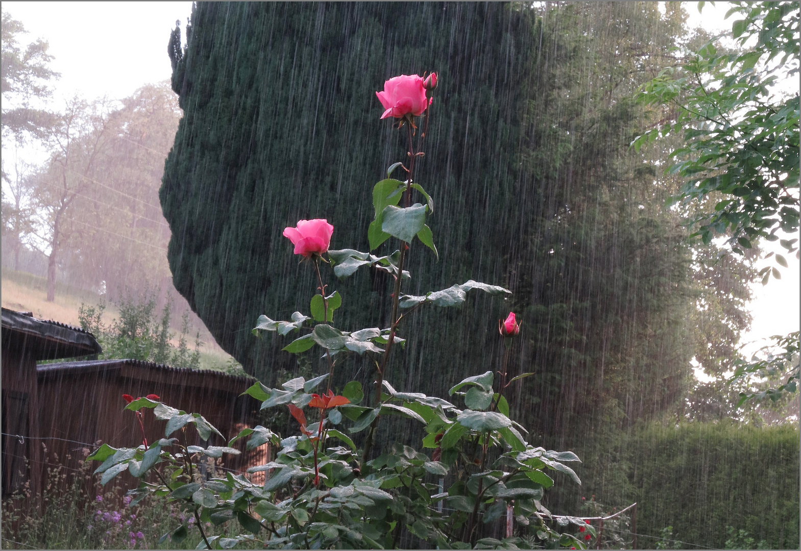 Schrebergartenidylle...