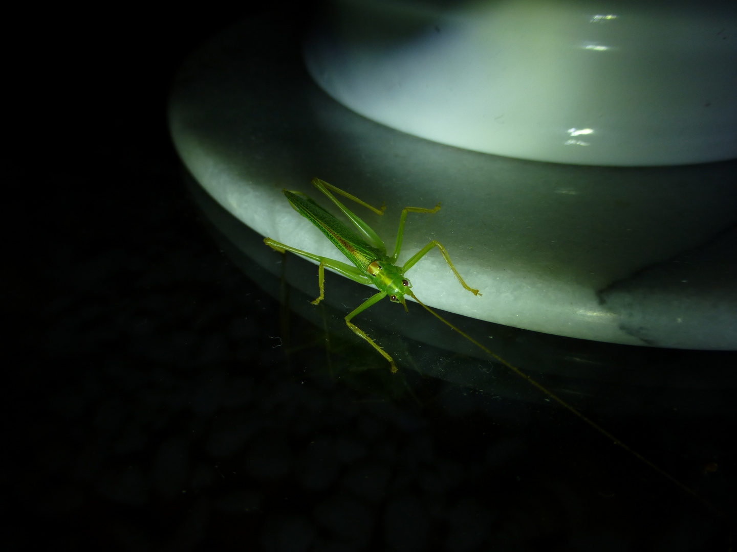 Schrecke am späten Abend zu Gast auf meinem Wohnzimmertisch