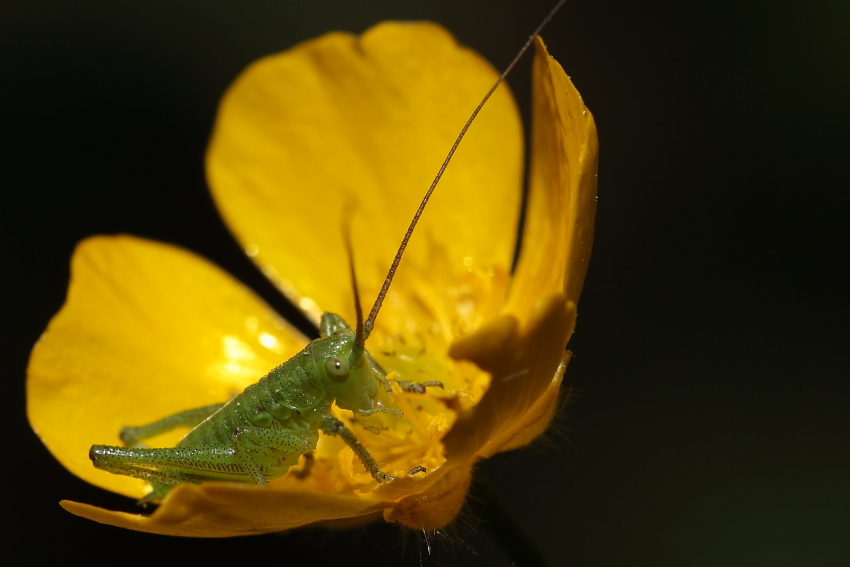 Schrecke beim Pollenmahl, Dettingen an der Erms, Biosphärengebiet