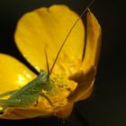 Schrecke beim Pollenmahl, Dettingen an der Erms, Biosphärengebiet