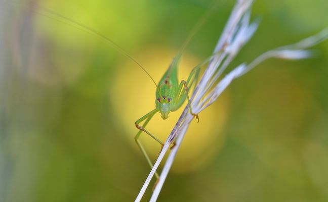 Schrecke im Spotlight