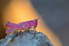 Schrecke in pink