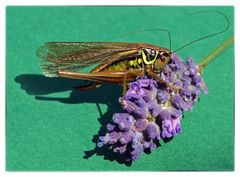 Schrecke liebt Lavendel