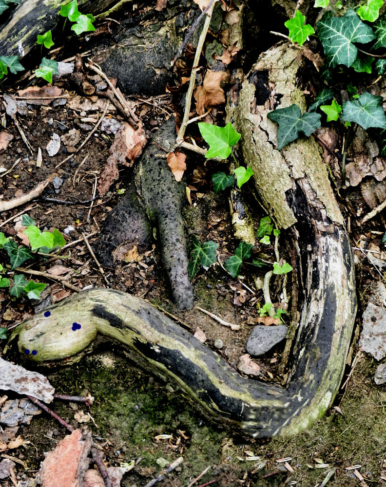 Schrecken in der Bonner Rheinaue