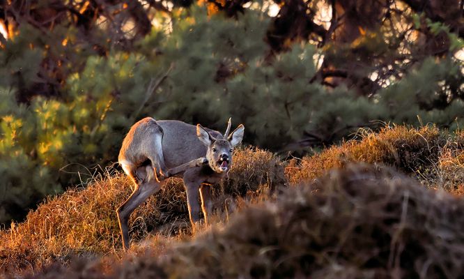 SCHRECKENDER REHBOCK
