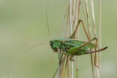 Schreckenzeit