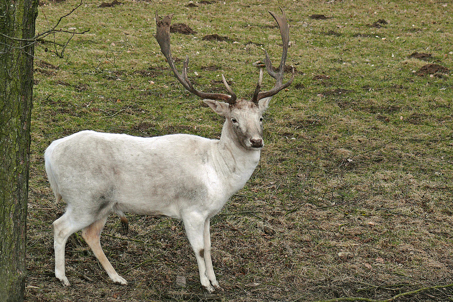 Schreckhaft