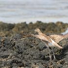 Schreckhafter Regenbrachvogel