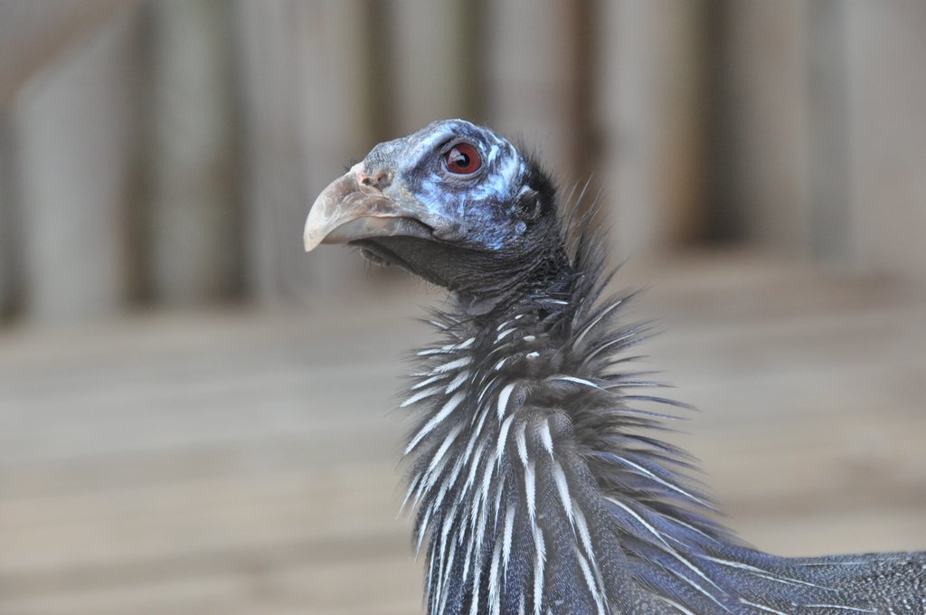 schreckhaftes Huhn